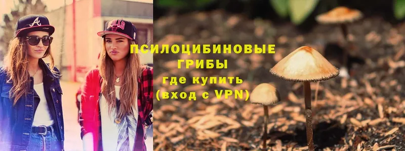 Галлюциногенные грибы Psilocybe  Луховицы 